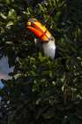 Toco toucan, Mato Grosso, Pantanal, Brazil. Art Print